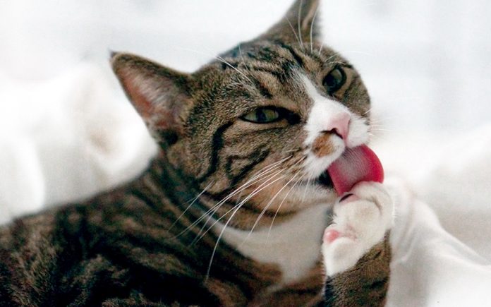 88f8f2b43d0833f0d7a890636dcf72fe_XL